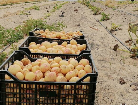 agriculturapapas Oswaldo Betancort insta a reforzar la vigilancia en el campo ante una nueva oleada de robos