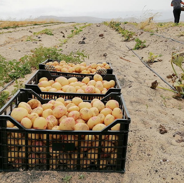 agriculturapapas Oswaldo Betancort insta a reforzar la vigilancia en el campo ante una nueva oleada de robos