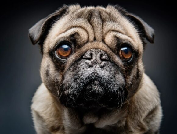 perro La Guardia Civil investiga el envenenamiento de varios perros en Lanzarote