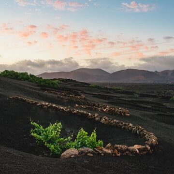 vino lanzarote la geria (1) Medio millón de euros para evitar el abandono de tierras de cultivo en La Geria