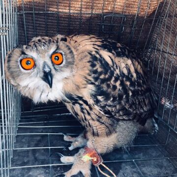 animales guardia civil buho septiembre 2024 La Guardia Civil incauta dos especímenes de búho real a una persona que los paseaba por las calles de Lanzarote