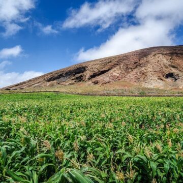 agricultura trigo Valido exige al Ministerio de Agricultura reforzar los controles fitosanitarios en puertos y aeropuertos frente a las plagas