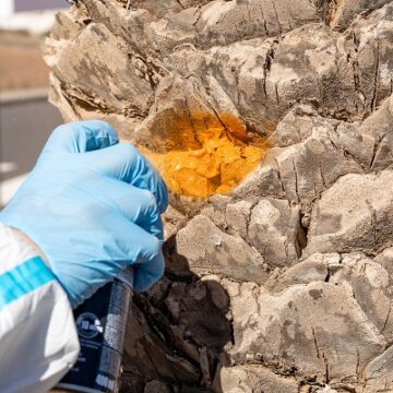 palmeras diocalandra Transición y Cabildo censan 75.000 palmeras y tratan a más de 2.000 para combatir la plaga de Diocalandra en Lanzarote