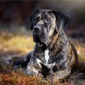 PRESA CANARIO-1 El Club Lanzaroteño del Presa Canario lamenta profundamente el suceso ocurrido y pide no estigmatizar a la raza