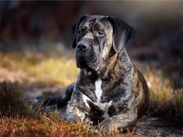 PRESA CANARIO-1 El Club Lanzaroteño del Presa Canario lamenta profundamente el suceso ocurrido y pide no estigmatizar a la raza