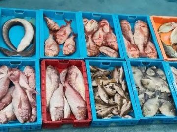 PESCA ILEGAL LA GRACIOSA APR26 GUARDIA CIVIL La Guardia Civil interviene 230 kilos de pescado procedentes de la Reserva Marina de La Graciosa