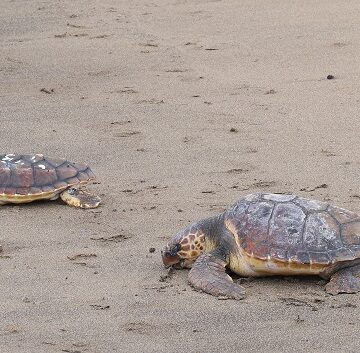 tortugas playa honda jun26 El Cabildo devuelve al mar dos tortugas recuperadas tras varios meses de atención especializada