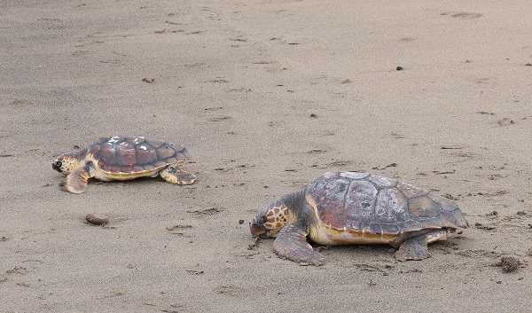 tortugas playa honda jun26 El Cabildo devuelve al mar dos tortugas recuperadas tras varios meses de atención especializada