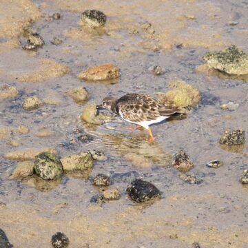 aves arrecife Arrecife descubre en sus bajíos una escala imprescindible para las aves migratorias
