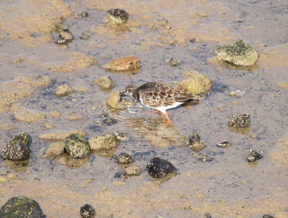 aves arrecife Arrecife descubre en sus bajíos una escala imprescindible para las aves migratorias