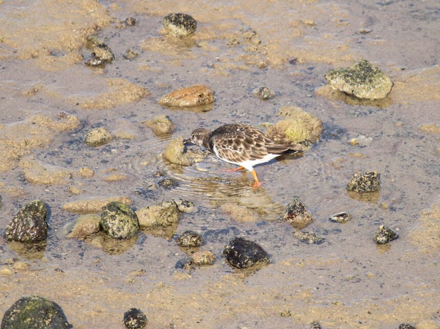 aves arrecife Arrecife descubre en sus bajíos una escala imprescindible para las aves migratorias